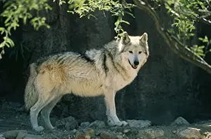 Francois Gohier Wildlife Photography Prints: Mexican Grey Wolf