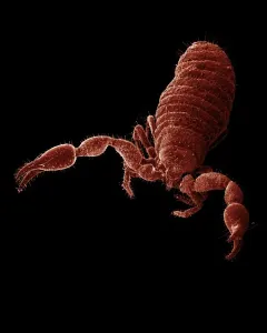 False Scorpion / Pseudoscorpion Print, A4 Size