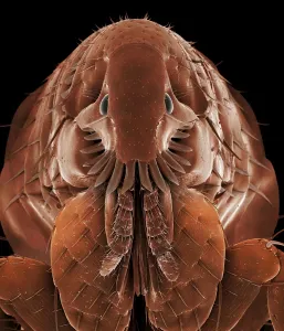 Cat Flea Prints: Cat Flea SEM Print, A4 size