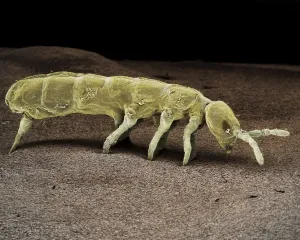 Collembola Prints: Springtail Print, Collembola Order, SEM Image