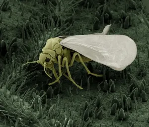 Close Up Insect Images Prints: Scanning Electron Micrograph (SEM): Whitefly