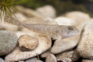 Millers Thumb / Bullhead - single fish photographed underwater lying on stones Millers Thumb / Bullhead - single fish photographed underwater lying on stones