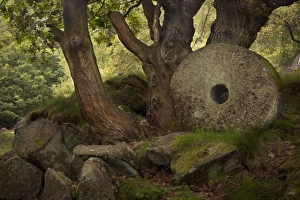 Millstone abandoned and never finished in Padley Gorge - September Millstone abandoned and never finished in Padley Gorge - September