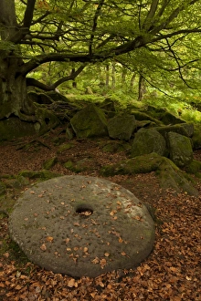 Millstone wheel left lying on the ground in woodland at Padley Gorge - September Millstone wheel left lying on the ground in woodland at Padley Gorge - September
