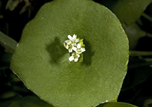 Miners lettuce Miners lettuce