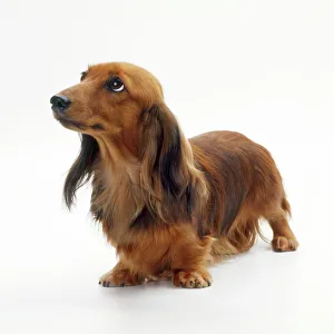 Miniature Long haired Dachshund Dog For sale as Framed Prints