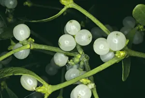 Mistletoe Plant Prints: Mistletoe - with berries