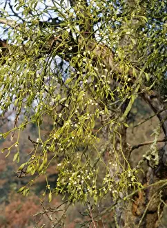 European Mistletoe Species Prints: Mistletoe - with berries in apple tree
