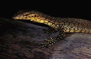 Mitchell's water monitor Mitchell's water monitor