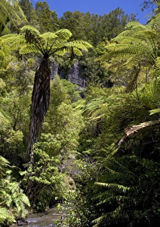 Mixed ancient forest in the Waitakere (Cascade) range Mixed ancient forest in the Waitakere (Cascade) range