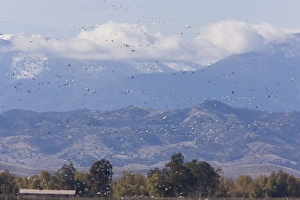 Mixed flock in flight - Rosss Geese (Chen rossii) and Snow Geese (Chen caerulescens) Mixed flock in flight - Rosss Geese (Chen rossii) and Snow Geese (Chen caerulescens)