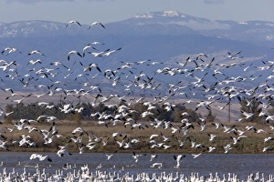 Mixed flock in flight - Rosss Geese and Snow Geese (Chen caerulescens) Mixed flock in flight - Rosss Geese and Snow Geese (Chen caerulescens)