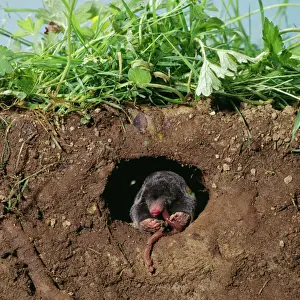 Prints of JD-13175 European / Common MOLE - eats worm in hole underground Talpa europaea John Daniels Please note that prints are for personal display purposes only and may not be reproduced in any way Talpidae Prints: European Mole Eating Worm Underground Print JD-13175