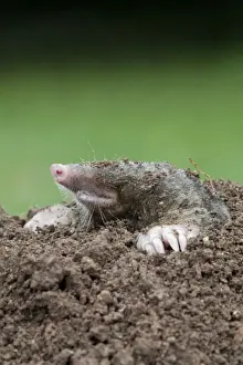 Wildlife Photography Cornwall Prints: Mole - emerging from hole - Cornwall - UK