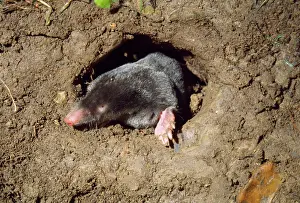 Wildlife Photography Prints: Mole - in underground hole