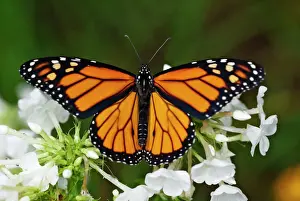 Prints of JZ-2729 Wanderer / MONARCH / Milkweed Butterfly USA Danaus plexippus Jim Zipp Please note that prints are for personal display purposes only and may not be reproduced in any way. Butterfly Prints: Monarch Butterfly Print
