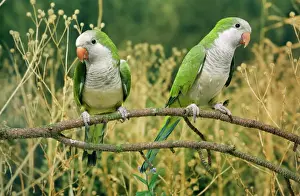 Prints of AP-1604 Monk Parakeet Myiopsitta monachus Dennis Avon Please note that prints are for personal display purposes only and may not be reproduced in any way. Monachus Prints: Monk Parakeet Print AP-1604