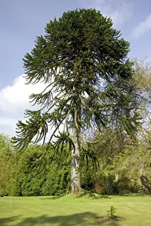 Monkey Puzzle Tree Prints: Monkey Puzzle Trees - In gardens of Dunvegan Castle Isle of Skye, Scotland