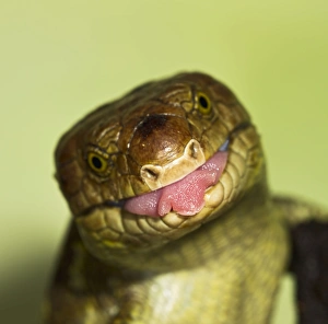 Monkey Tailed Skink / Prehensile Tailed Skink - close up showing tongue Monkey Tailed Skink / Prehensile Tailed Skink - close up showing tongue