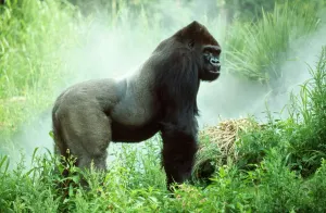 Lowland Gorilla Print (Gorilla gorilla)