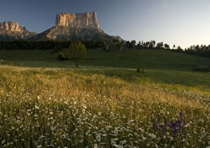 Mont Aiguille at dawn, with hay meadow Mont Aiguille at dawn, with hay meadow