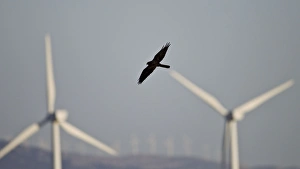 Montagu's Harrier - melanistic - hunting for food amongst wind turbines Montagu's Harrier - melanistic - hunting for food amongst wind turbines