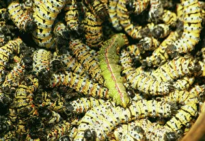 Mopane Emperor MOTH - Caterpillars / worms gathered for food Mopane Emperor MOTH - Caterpillars / worms gathered for food