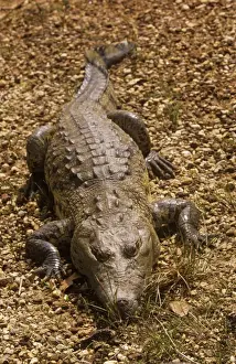 Personalized Home Decor Prints: Morelet's / Belize Crocodile - resting