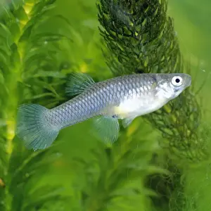 Underwater Fish Images Prints: Mosquito Fish