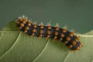 Nature Photography Prints Online Prints: Moth - Caterpillar