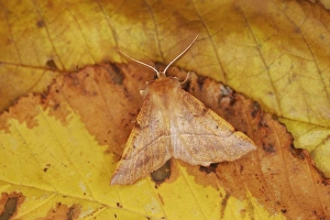MOTH - Feathered Thorn - resting, autumn species showing seasonal camouflage MOTH - Feathered Thorn - resting, autumn species showing seasonal camouflage