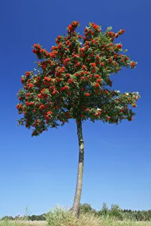 Mountain Ash / Rowan Tree - with ripened berries Mountain Ash / Rowan Tree - with ripened berries