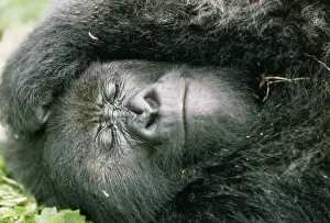 Endangered Species Artwork Prints: Mountain Gorilla Rwanda