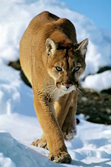 Mountain lion / cougar / puma - in winter Mountain lion / cougar / puma - in winter