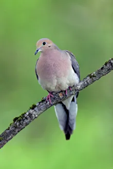 Mourning Dove Mourning Dove