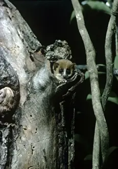 Tree Dwelling Lemurs Prints: Mouse Lemur