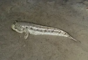 European Freshwater Fish Prints: Mud Skipper