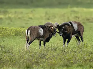 European Mouflon Rams Prints: Mufflon