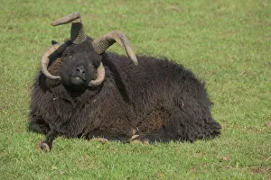 Multi-horned Hebridean sheep (ram) Multi-horned Hebridean sheep (ram)
