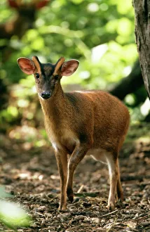 Muntjac DEER Muntjac DEER