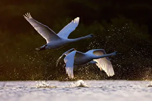 Mute Swans - two birds taking off from water in early morning light Mute Swans - two birds taking off from water in early morning light