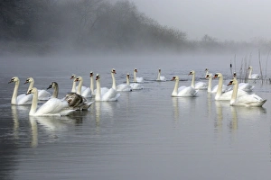 Mute Swans - Gathered on river by misty autumn weather Mute Swans - Gathered on river by misty autumn weather