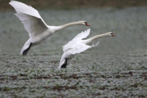 Mute Swans - Landing on frozen kale crop in winter Mute Swans - Landing on frozen kale crop in winter