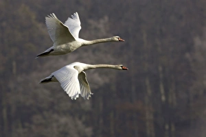Mute Swans - Pair in flight, autumn-time Mute Swans - Pair in flight, autumn-time