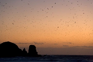 Muttonbird return - hugh numbers of Muttonbird return at dusk to their breeding colony at Muttonbird return - hugh numbers of Muttonbird return at dusk to their breeding colony at