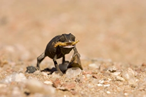 Namaqua Chameleon - Baby with tongue extended catching a grub - black phase Namaqua Chameleon - Baby with tongue extended catching a grub - black phase