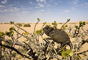 Namaqua Chameleon-Sitting in a Dollar Bush with the desert in the background Namaqua Chameleon-Sitting in a Dollar Bush with the desert in the background