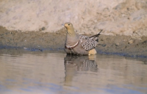Namaqua SANDGROUSE - male feather soaking Namaqua SANDGROUSE - male feather soaking