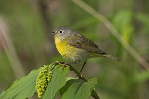 Nashville Warbler - On what is likely a False Solomon's-seal (Smilacina sp Nashville Warbler - On what is likely a False Solomon's-seal (Smilacina sp