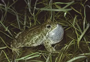 Bufo Calamita Habitat Prints: Natterjack Toad - singing